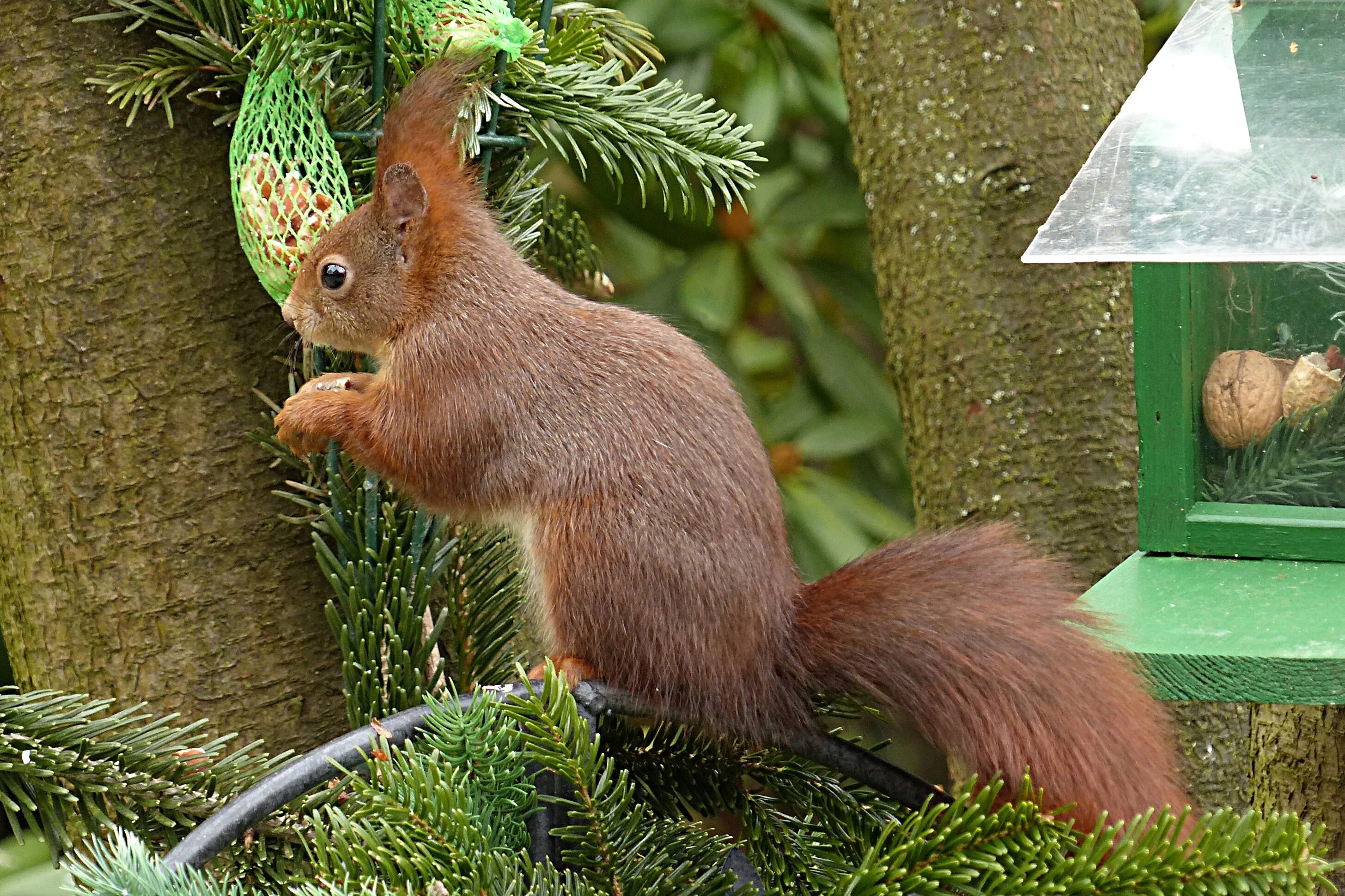Free Images : animal, wildlife, park, mammal, rodent, fauna, outdoors, whiskers,