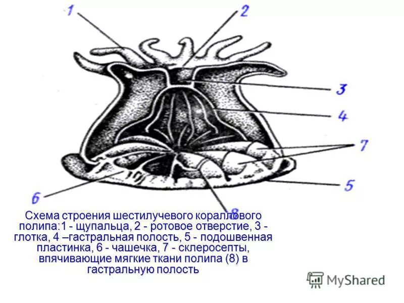 Формируется гастральная полость