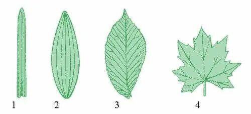 Жилкование клевера. Лист строение вшенешее. Человек подписывает бумаги. Простые и сложные листья. Внешнее строение листа у покрытосеменных.