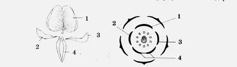 Ерлердің бірнеше рет оргазмы туралы порно видео