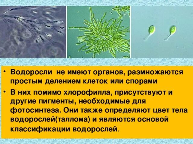 Водоросли не имеют ответ. Водоросли имеют органы. Водоросли не имеют органов. Тело водорослей представлено. Фукус водоросли органы.