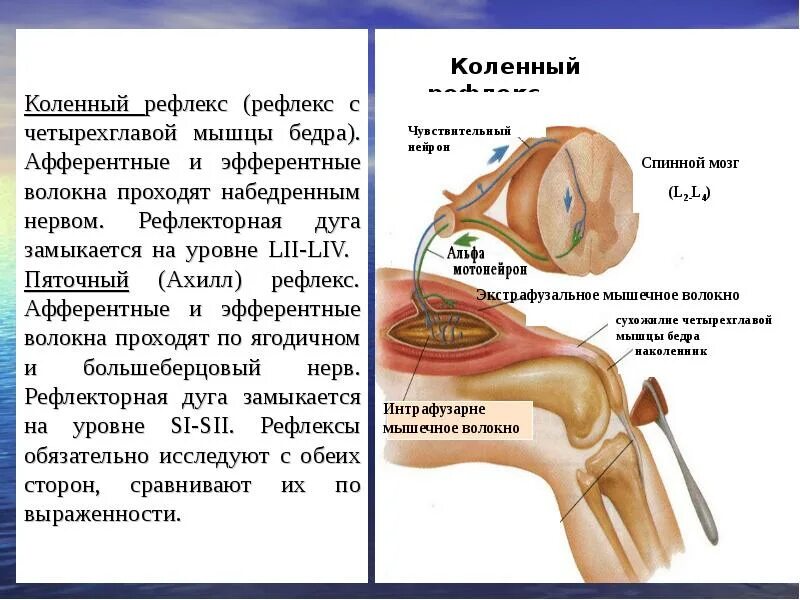 Спинной мозг и схема коленного рефлекса. Схема дуги коленного рефлекса физиология. Коленный рефлекс физиология. Дуга коленный коленный рефлекс.