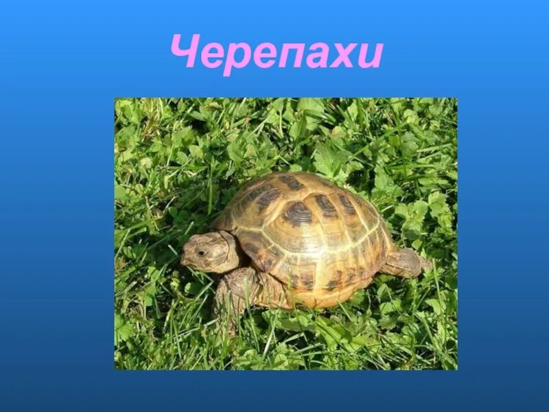 Про черепаху 1 класс. Проект про черепашку. Животные живого уголка черепаха. Черепаха окружающий мир. Черепаха из живого уголка.