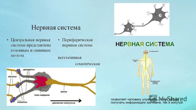 Сколько живет нерв. Нервная система человека. Строение нервной системы. Нервная система нервы. Нервная система человека анатомия.