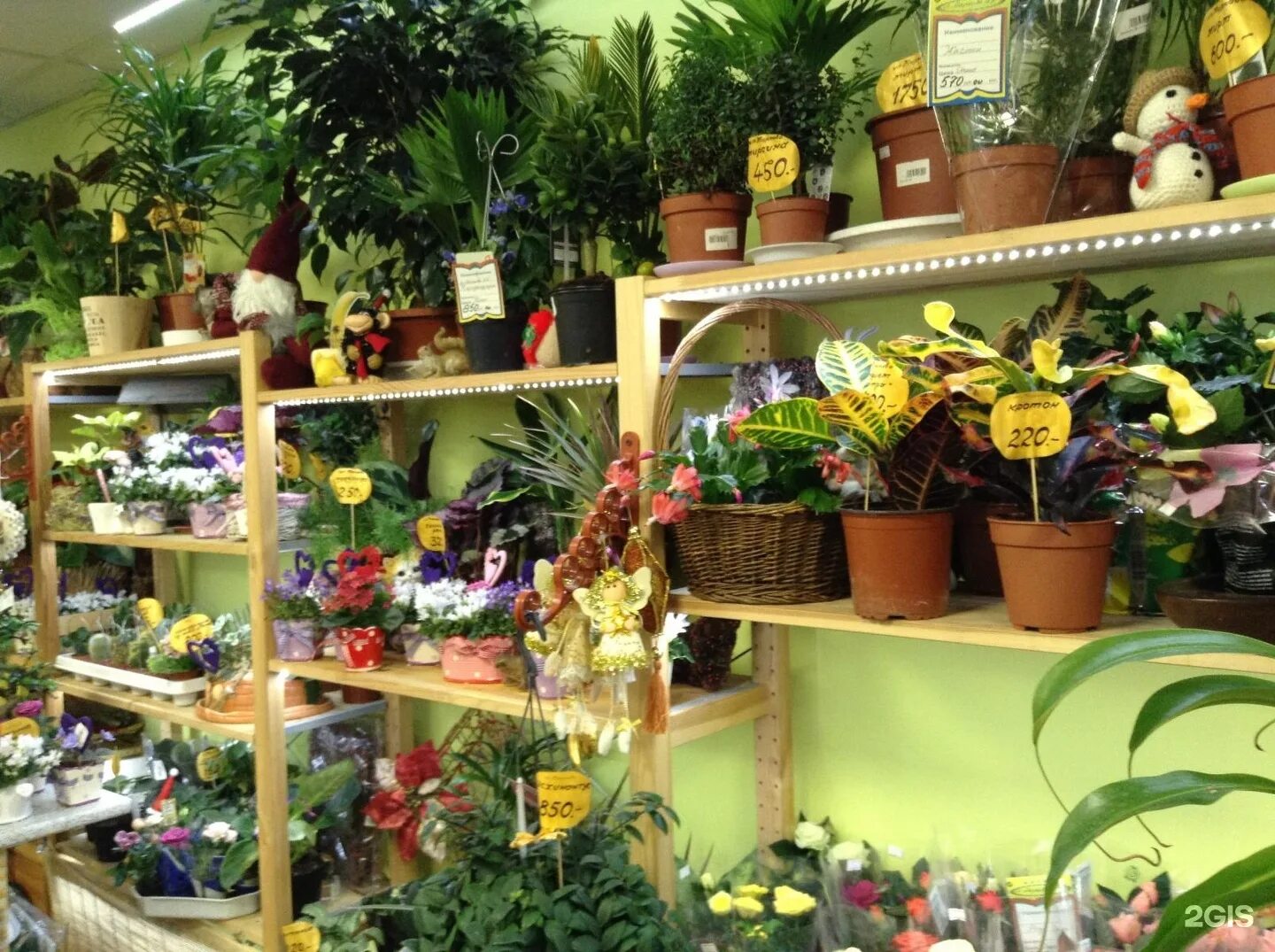Магазин цветы на ленина. Цветочный магазин на Ленина. Цветочная база Балашиха. Растения Балашихи. Магазин комнатных растений Балашиха.