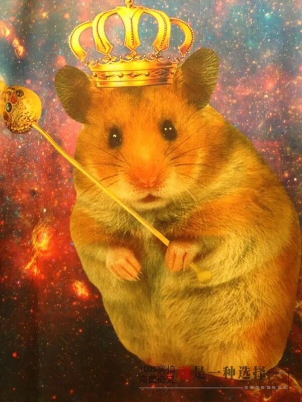 Хомяк со скрипкой. Хомяк в короне. Хомячок с короной. Мышка с короной. Король хомяков.