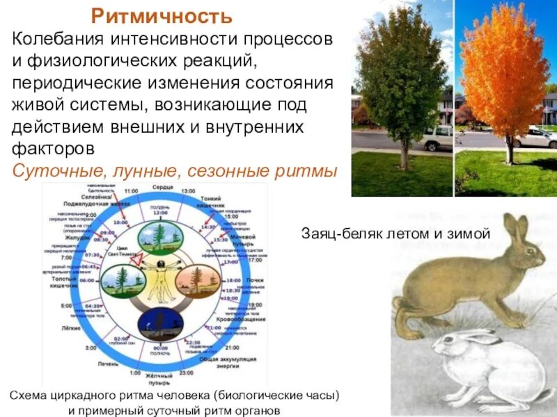 Суточные ритмы животных. Биологические часы организма. Биологические часы живых организмов. Биоритмы животных и растений. Ритмы живой природы