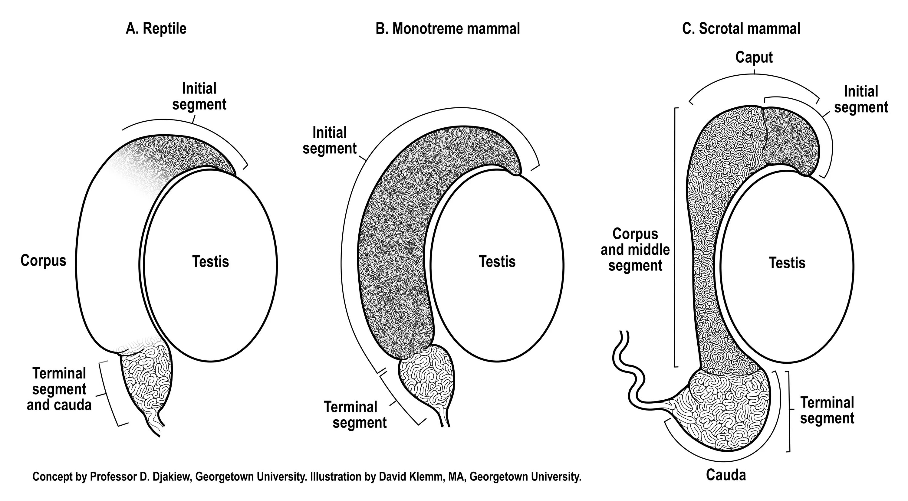 Epididymis анатомия. Придаток семенника у рептилий. Cauda epididymidis. Размеры придатков яичек