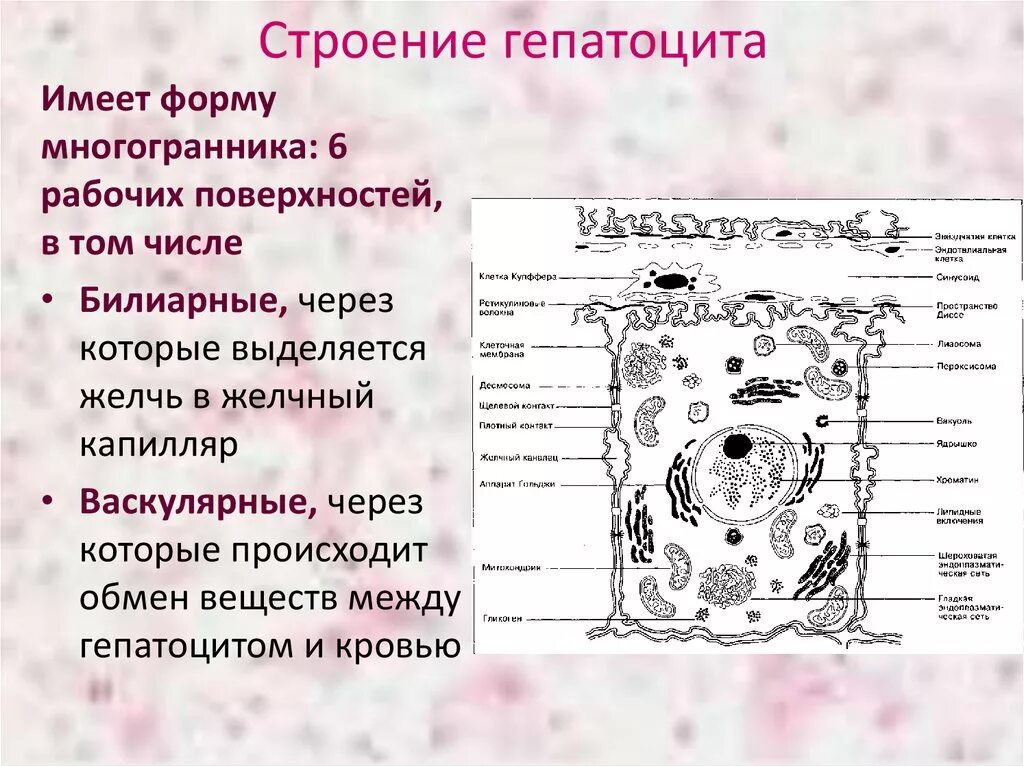 Клетки печени называются. Гепатоциты строение гистология. Гепатоцит строение гистология печени. Печеночные клетки схема. Гепатоцит строение гистология.