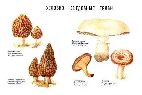 Какие съедобные грибы можно есть