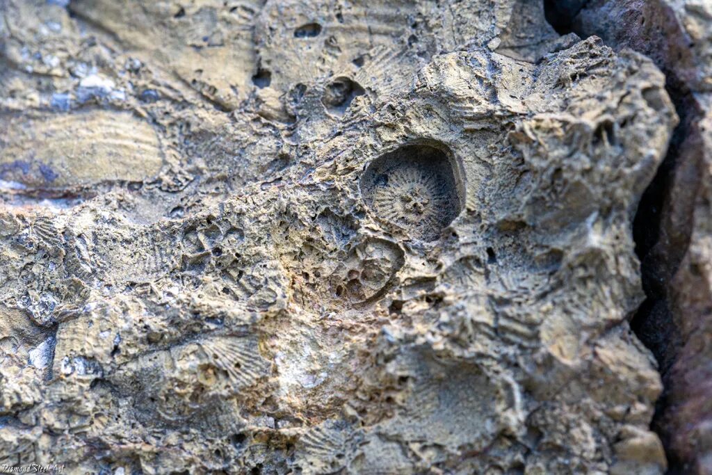 400 млн лет назад какая. Окаменелости девонского периода. Морские лилии окаменелости. Гриб девонского периода окаменелости. Окаменелые Норы.