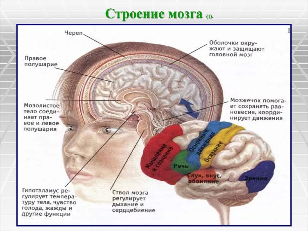 Центры головного мозга человека. Центры головного мозга человека