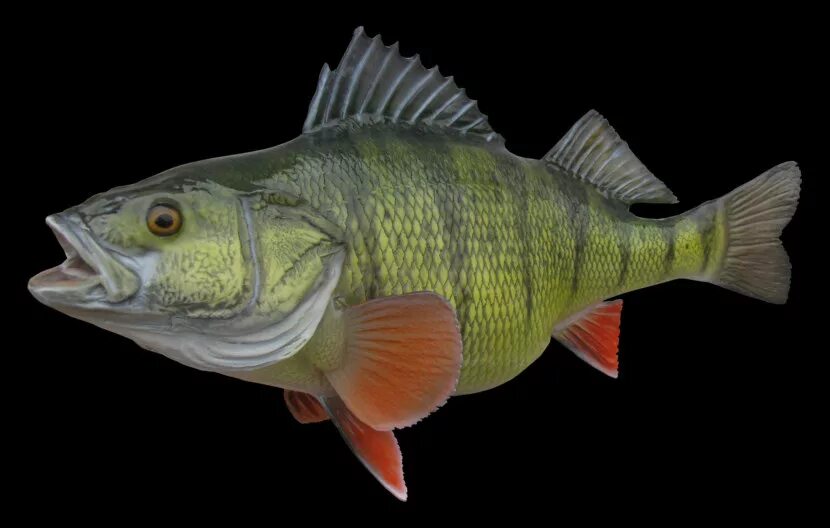 Окунь берекс. Окунь хищник или нет. Окунь-ауха. Окунь серанус. Окунь хищник или нет.