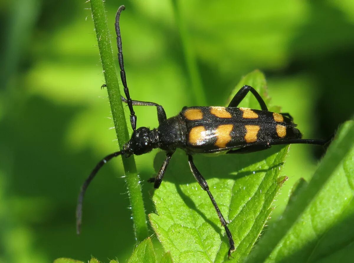 Лептура четырехполосая. Лептура четырехполосая. Жук усач лептура. Жук усач лептура. Жук лептура четырехполосая личинка.
