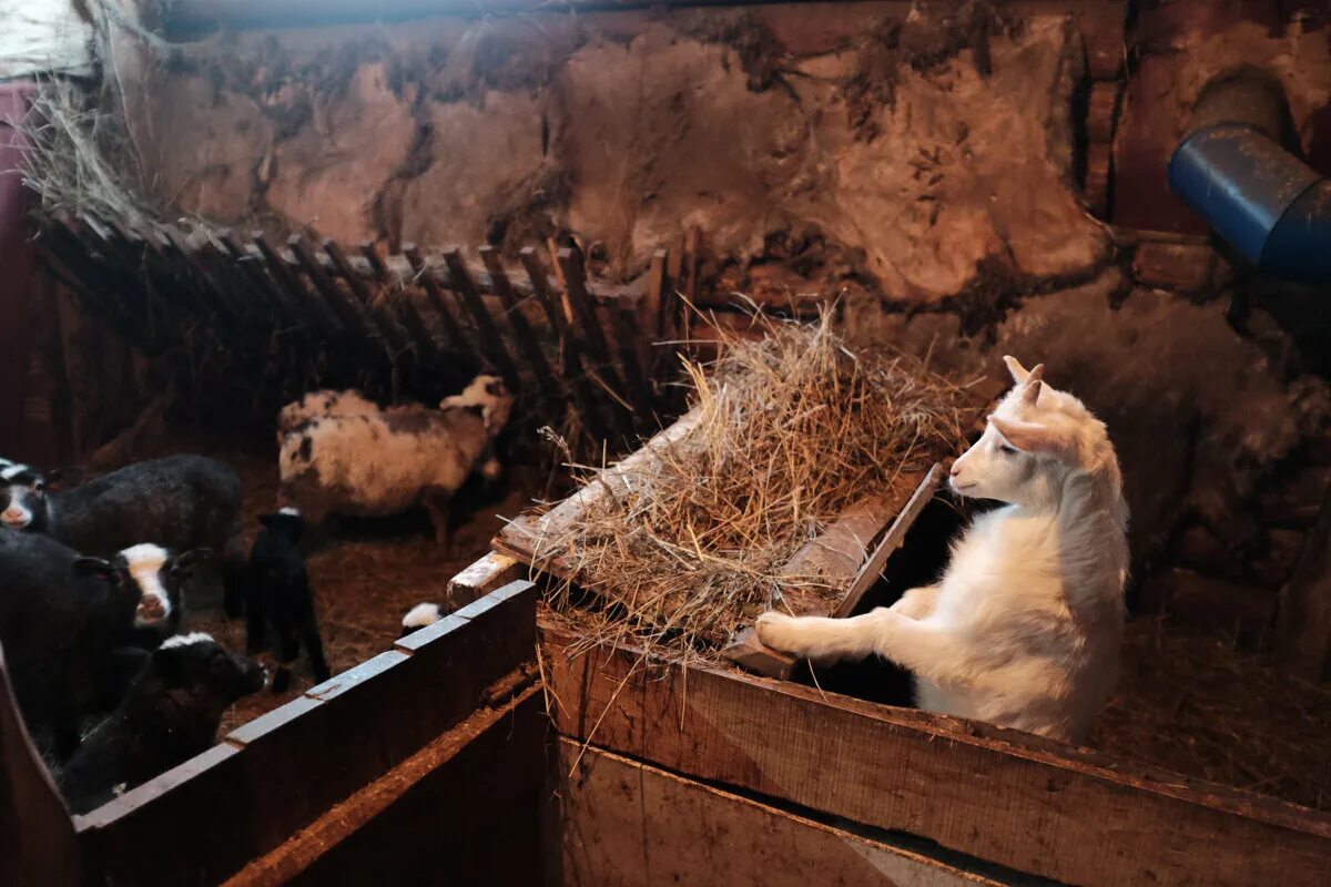 Хлев и сыр. Корова в хлеву рисунок. Хлев. Хлев скота овчарня. Хлев декорации.