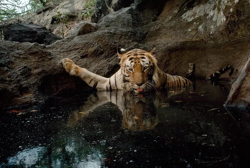 National geographic documentaries. Дамба national geographic. Нац географик. National geographic животные. Национальная география.