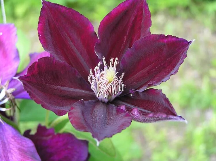 Клематис jan. Клематис julka. Клематис ян павел ii. Клематис jan iii sobieski. Клематис jan lll sobieski.