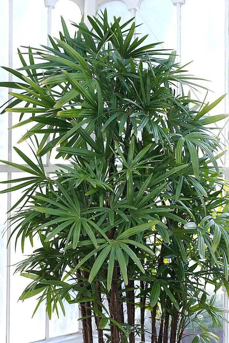 Комнатное растение название пальмы. Рапис Экселза. Бамбуковая Пальма Рапис. Пальма Рапис леди. Рапис цветок.