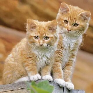 Человеческий котенок
