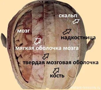 Черепная жидкость