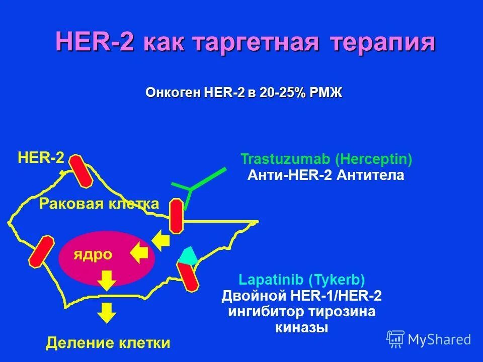 Что такое таргетная терапия в онкологии. Трастузумаб таргетная терапия. таргетная терапия молочной железы. таргетная терапия рмж. таргетная лучевая терапия.