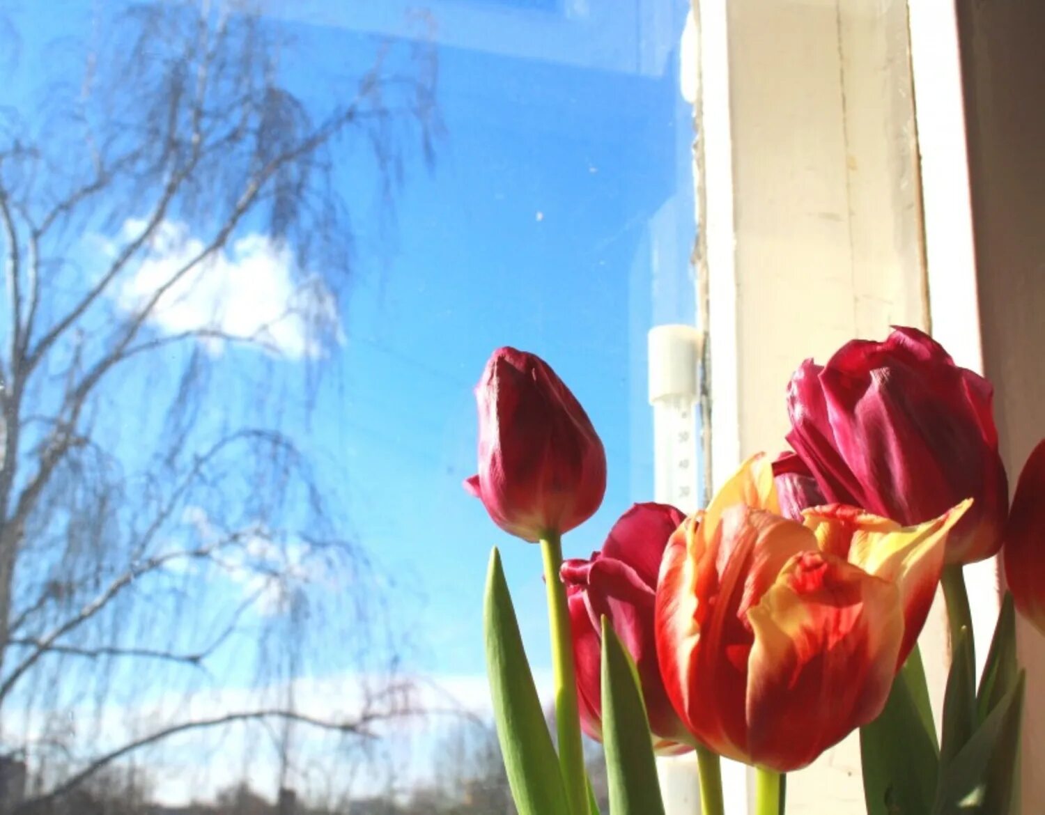 Когда придет весеннее тепло. Окно март. Тюльпаны на окне. Солнечный весенний день.