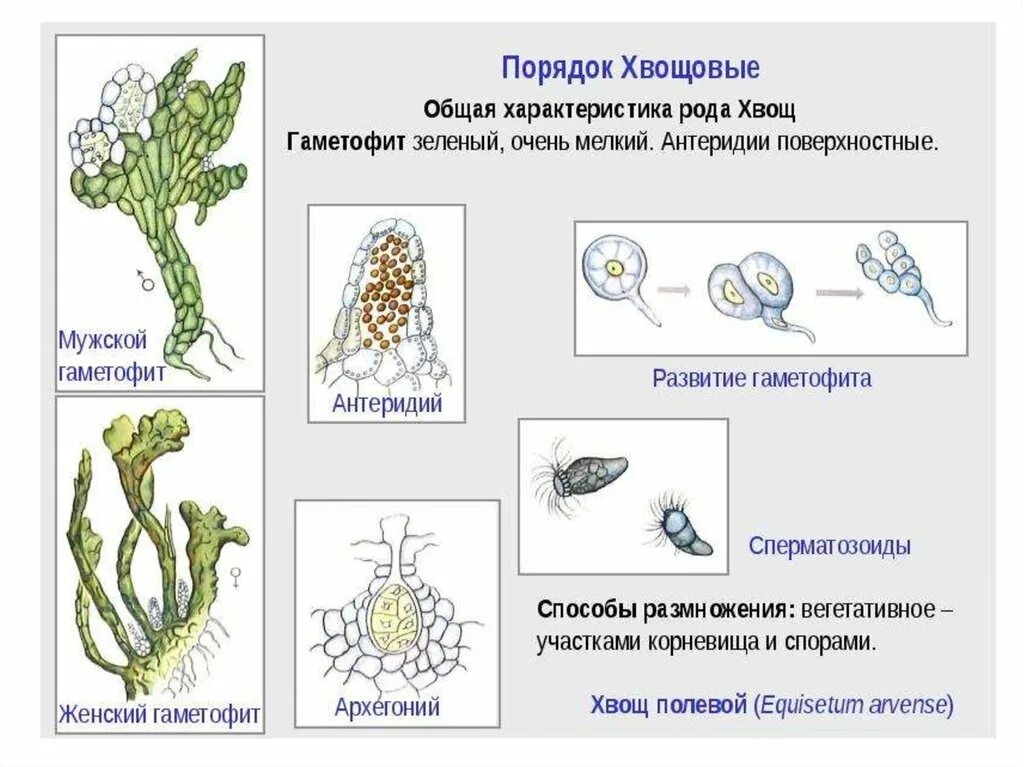 Чем является у водорослей гаметофит. Гаметофит хвоща полевого. Заросток гаметофит хвоща. Мужской и женский гаметофит хвоща полевого. Архегоний папоротника.