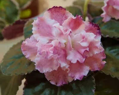 Фиалки фото сорт ле