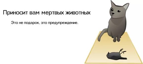 как понять что ваш кот. что понимают ваши коты. как понять кота. что понимают ваши коты. ваш кот хочет вас убить.