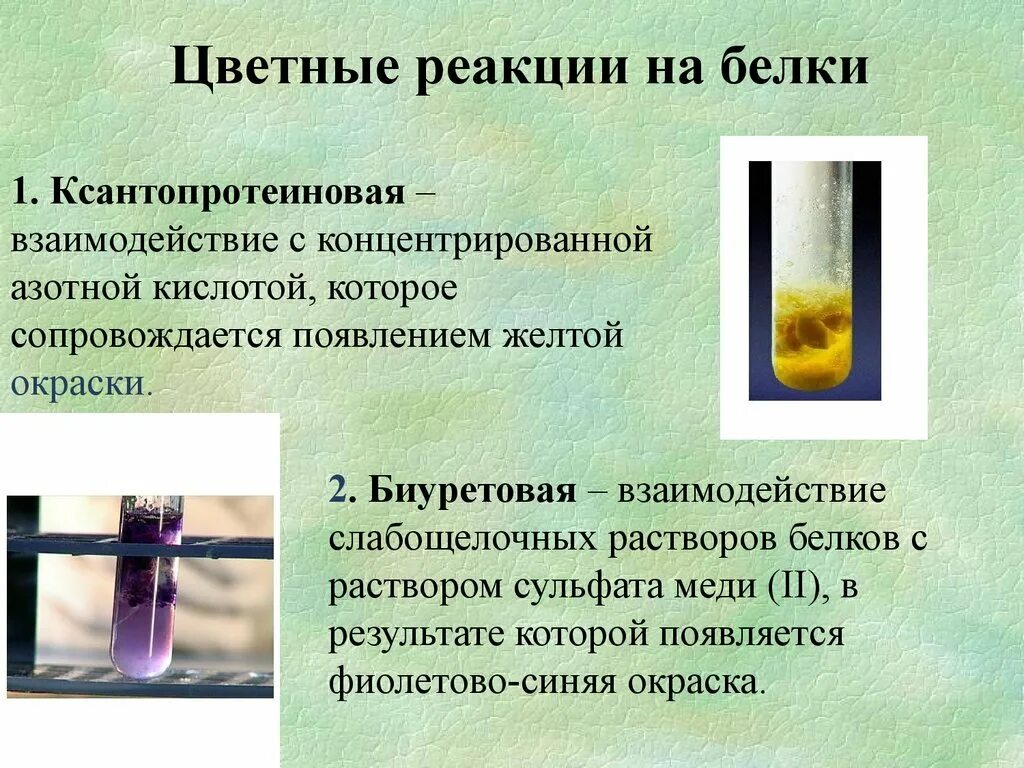 Цветная реакция белка ксантопротеиновая реакция. Цветные реакции белка: биуретовая ксантопротеиновая реакция. Ксантопротеиновая реакция ксантопротеиновая реакция. Цветные реакции белков ксантопротеиновая реакция вывод. Белки вода реакция