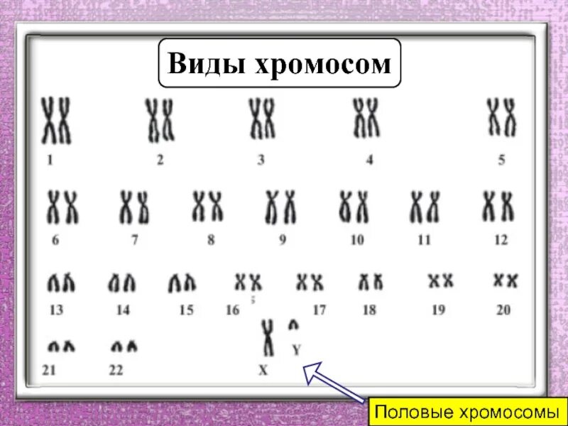 Половые хромосомы. Разновидности половых хромосом. Генетика половых хромосом. Аутосомы и половые хромосомы.