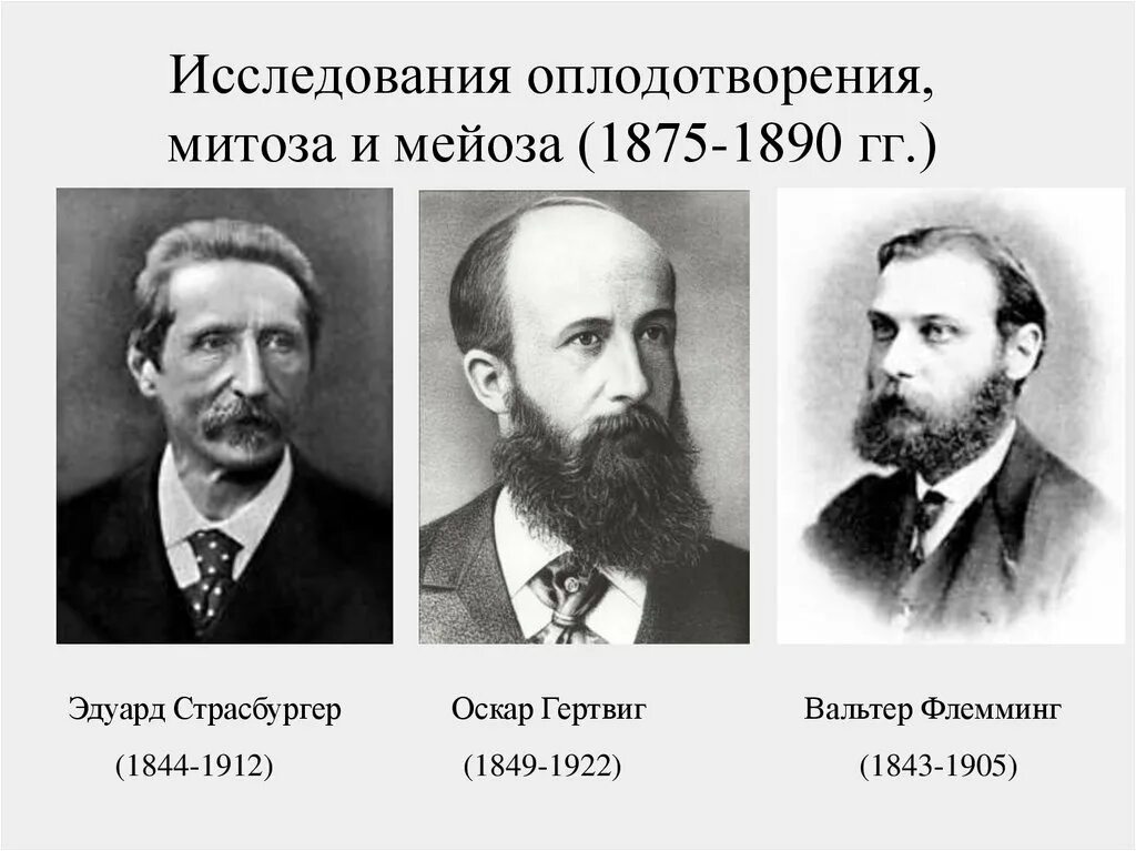 Кто открыл митоз и мейоз. Мейоз деление половых клеток. Вывод о характеристике мейоза. Мейоз 9 класс. Мейоз 10 класс биология.