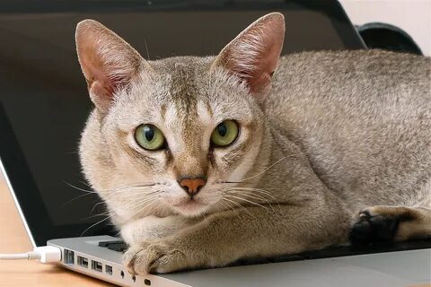 Сингапурская кошка