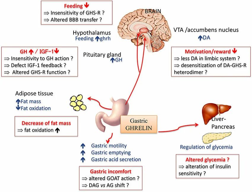 Грелин и лептин. Грелин поджелудочной железы. Грелин гормон. Грелин гормон голода. Гормон голода 6