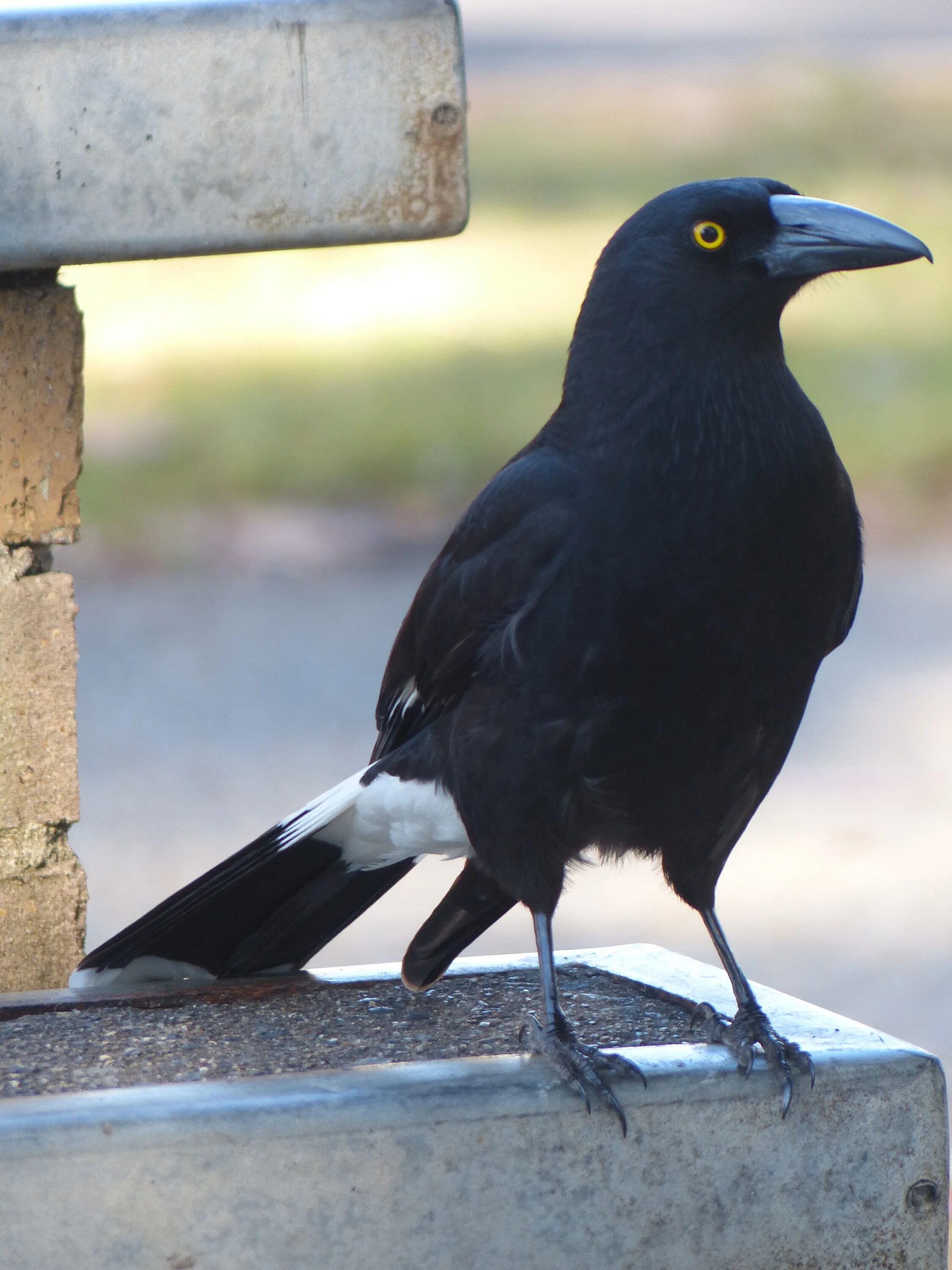 Вороний Дрозд. Черная птица. Черная птица с черным клювом. Серо черная птица.