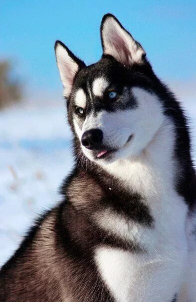 Say Cheese: 30 Cute Dogs Casually Smiling for the Camera Cute animals, Cute dogs