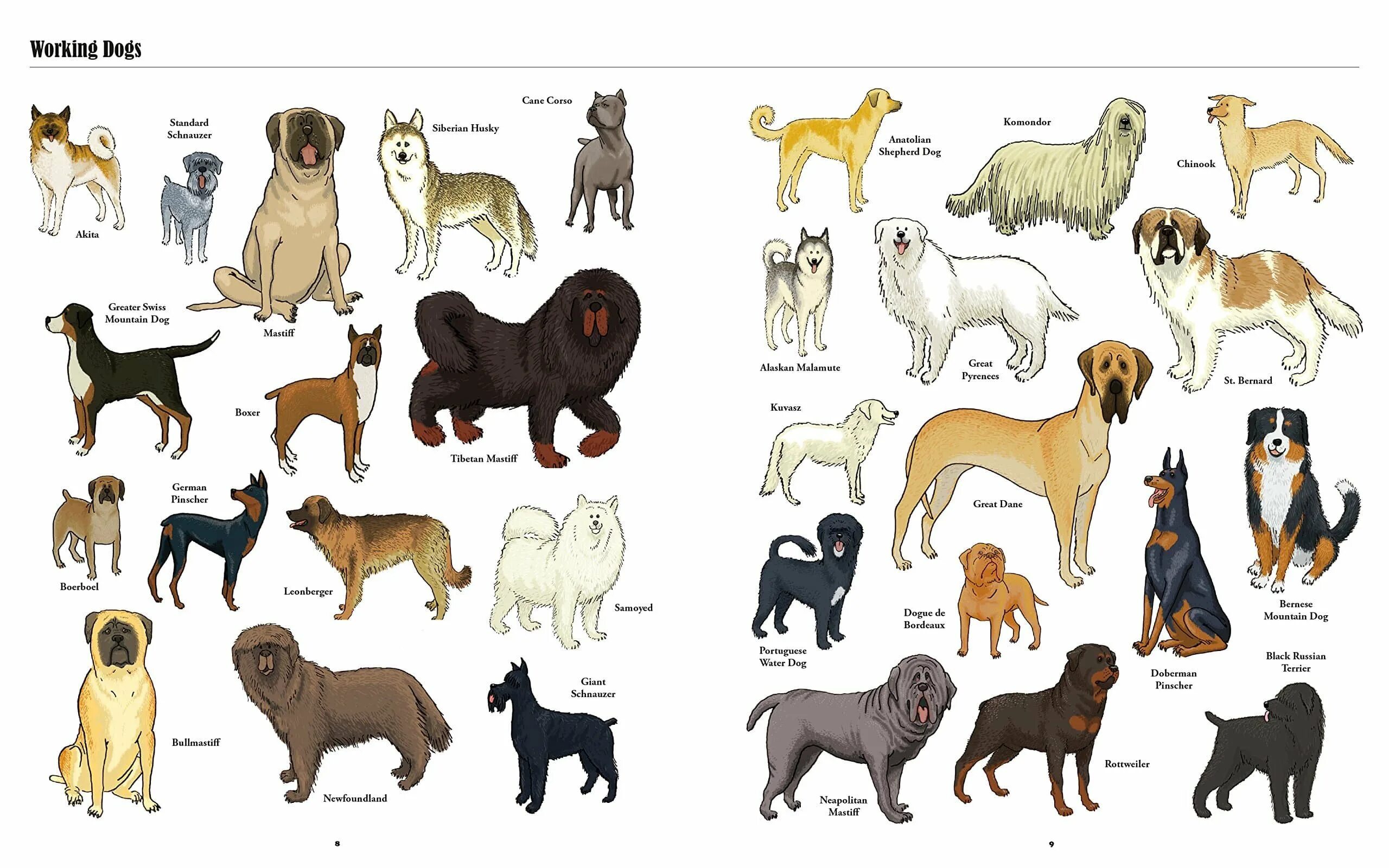 List of mastiff type breeds