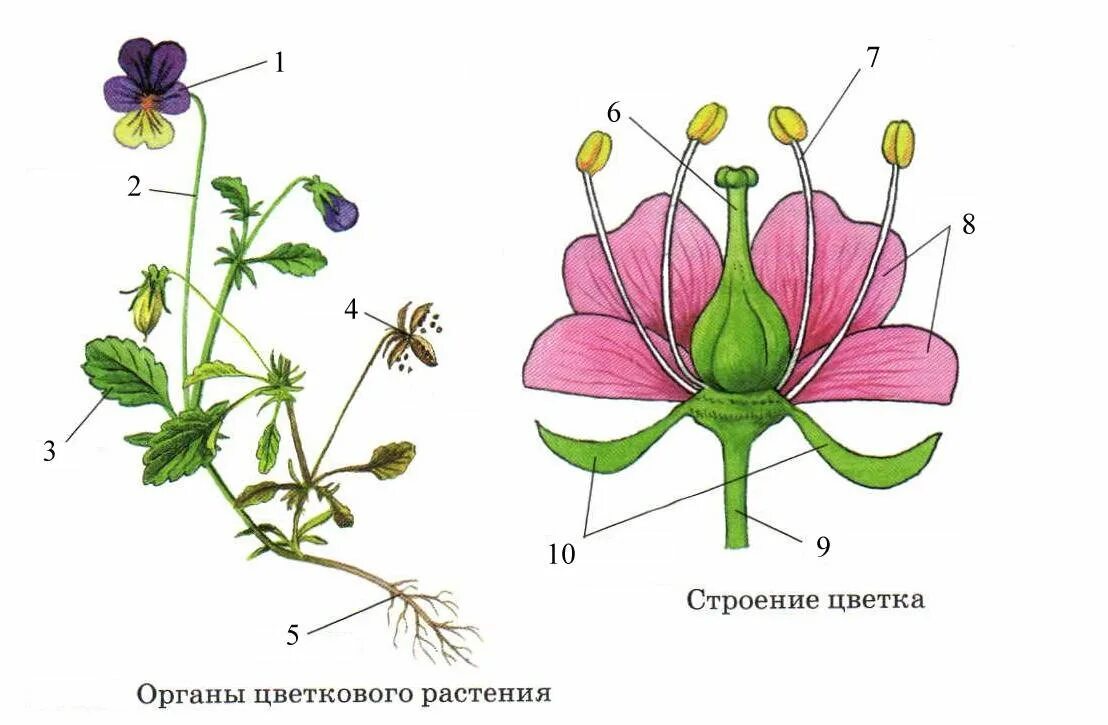 Страениецветкового растения. Строение цветаогого растения. Внешнее строение цветкового растения. Строение цветковых растений. Строение цветка подписать части цветка