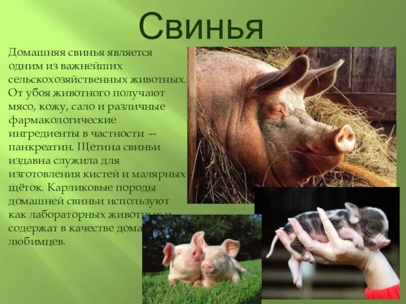 Доклад о сельскохозяйственных домашних животных. Информация про домашних свиней.. Факты о свиноводстве. Сообщение о домашних животный. Факты о свиньях