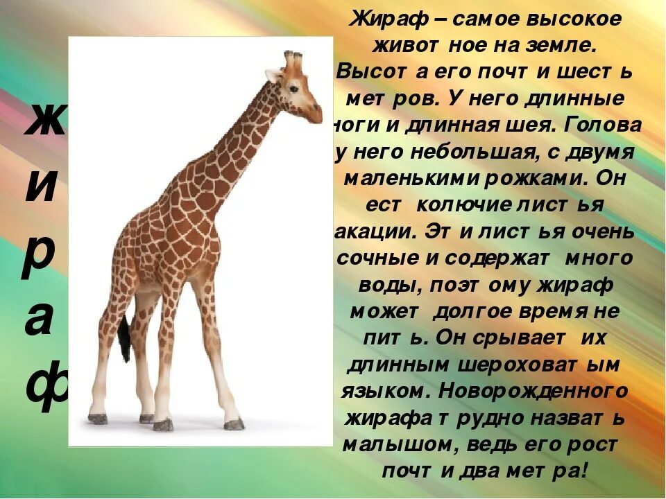 Рассказ о обитателей зоосада. Сообщение о жирафе. Доклад о жирафе. Жираф самое высокое животное на земле. Проект про животных.