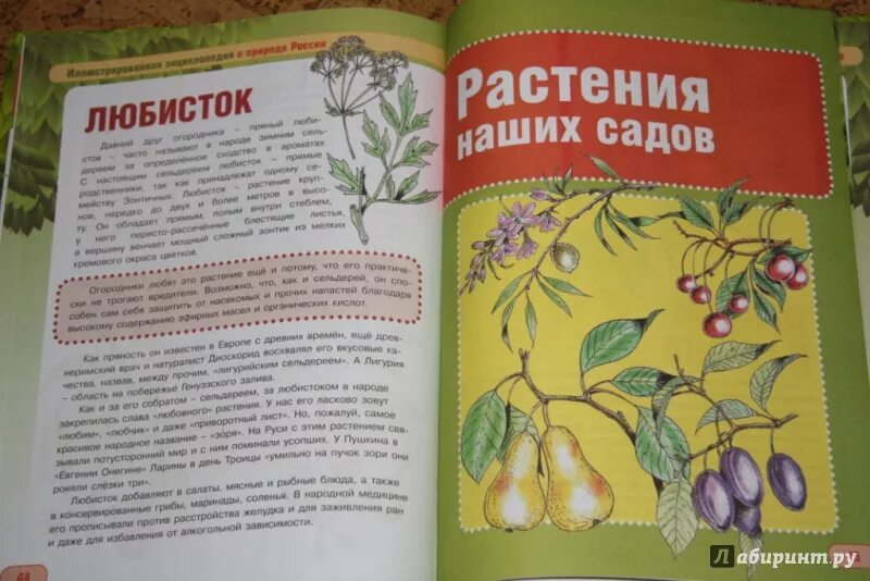 Книги о растениях. Книги о культурных растениях. Книнм о культуреых растения. Книги о культырныхрастениях