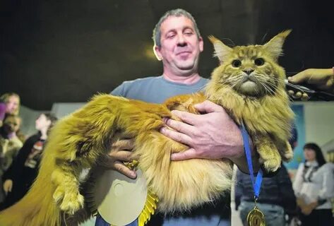 Самого большого кота в мире