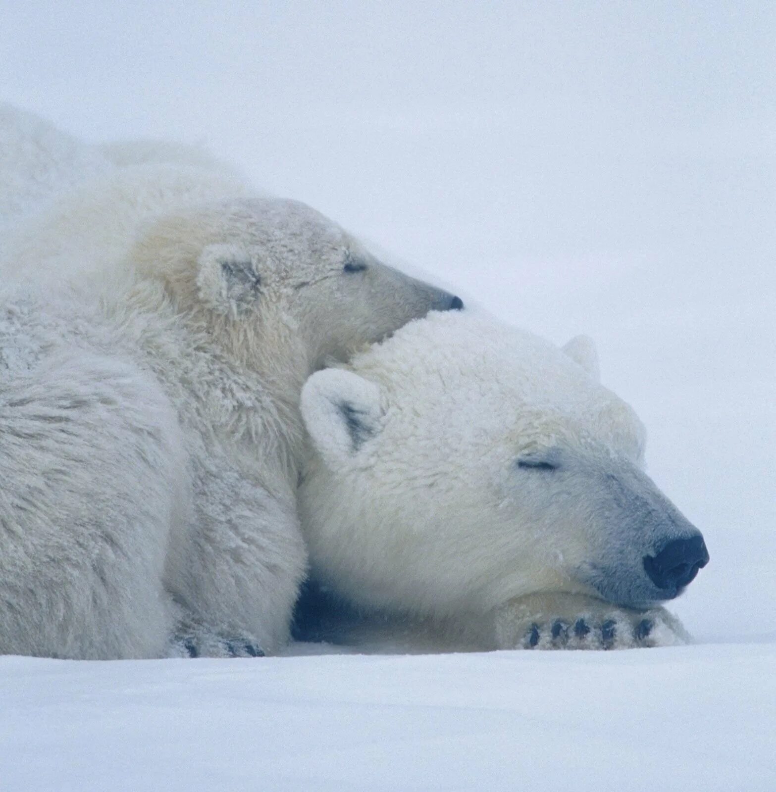 Спят белые медведи песня. Белый медведь ursus maritimus. белый медведь (лат. ursus maritimus). белые медведи вымирают. белый медведь спит.