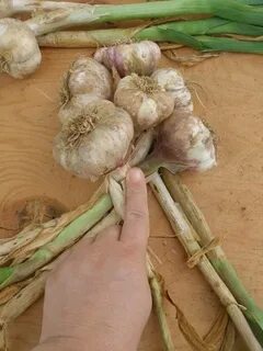 Чеснок косой