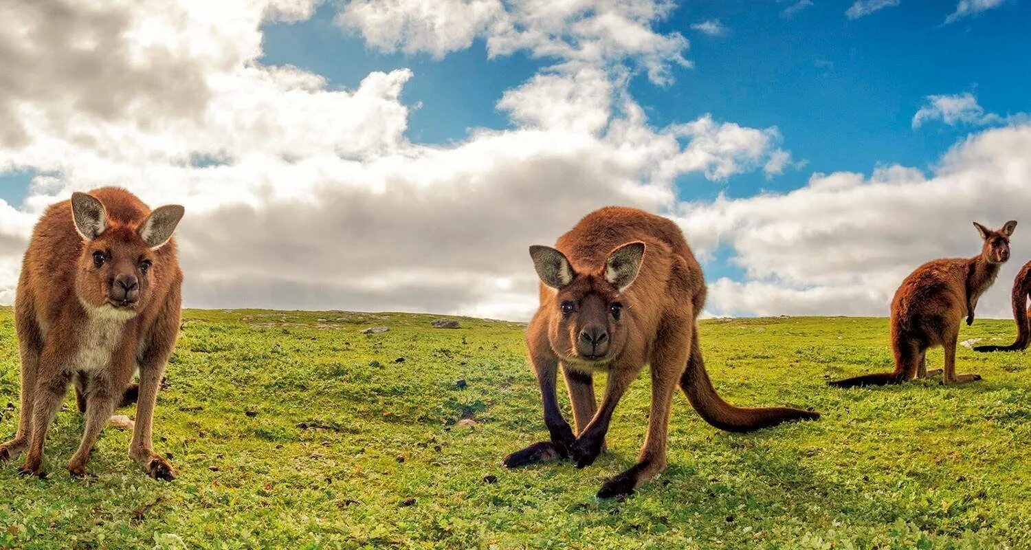 Австралия объекты живой. Кенгуру в Австралии. Австралия столица кенгуру. Остров кенгуру (Kangaroo Island). Австралия природа кенгуру.