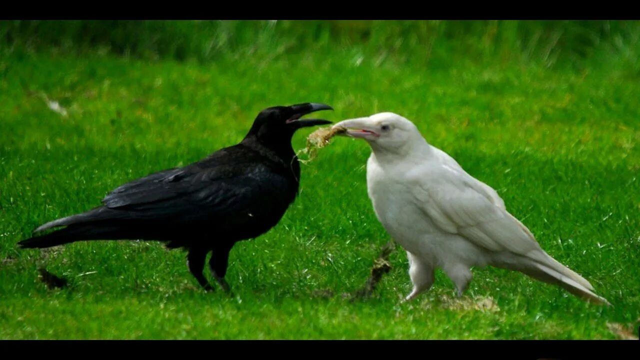 Вороны ночью. Ворон в профиль арт. Ворон на плече у человека. Ворон на плече у человека. Ворона.