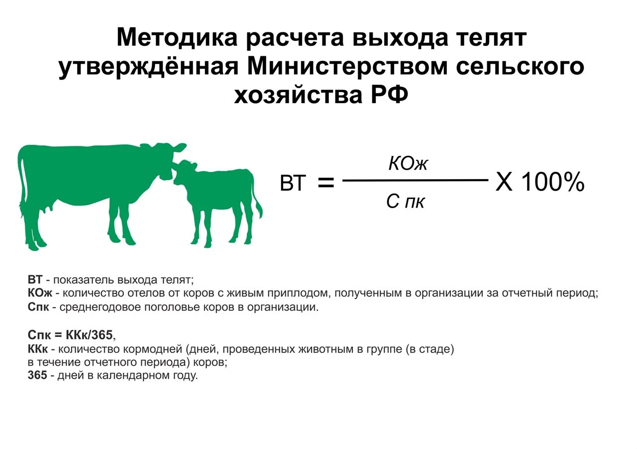 Как считать выход телят на 100. Рассчитать выход телят на 100 коров. Выход телят на 100 коров формула расчета. Как посчитать выход телят на 100 коров формула. Сколько коров в стаде