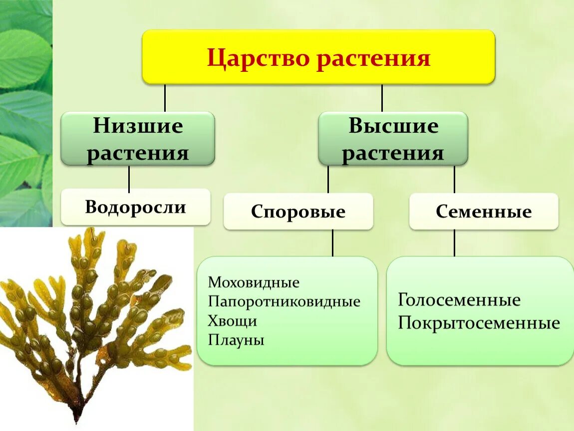 Низшие растения примеры названия. Низшие и высшие споровые растения. Царство растений споровые растения. Низшие высшие споровые семенные растения. Царство растений споровые и семенные.