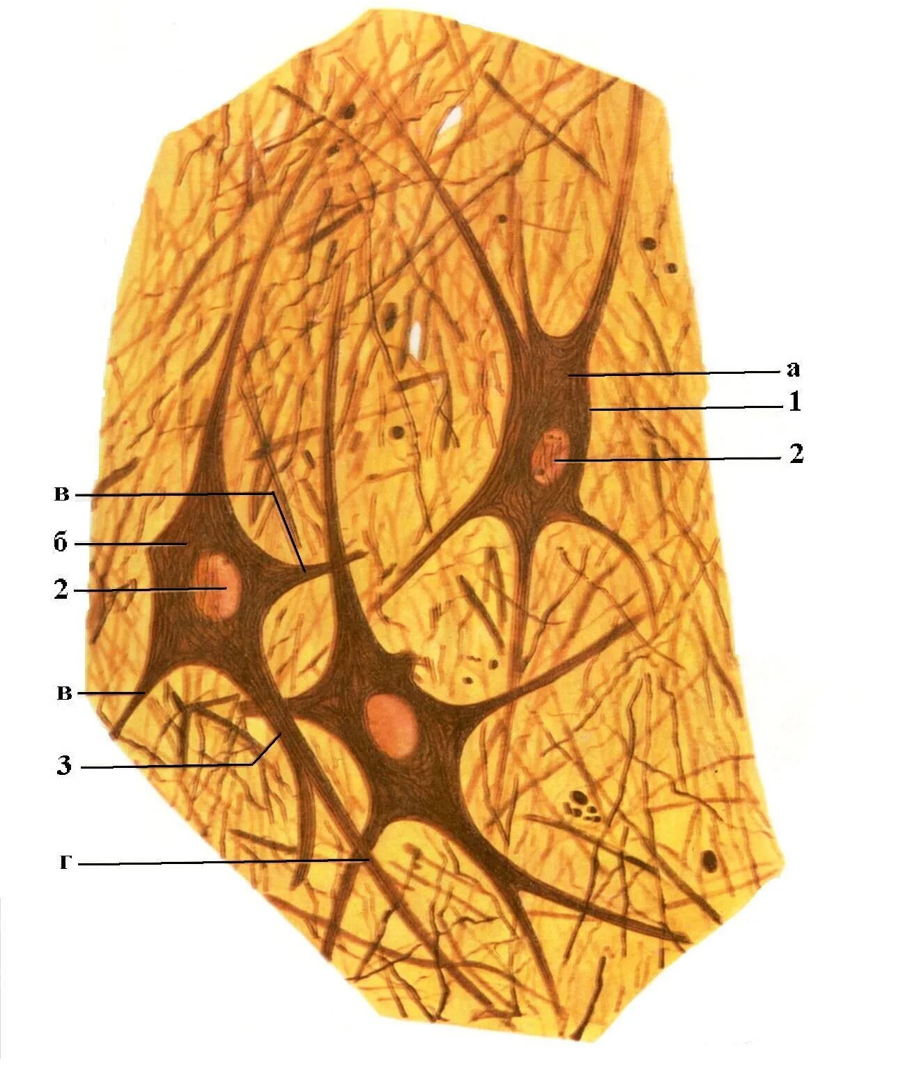 Нейрофибриллы в нервных клетках спинного мозга препарат. Нейрофибриллы спинного мозга гистология. Строение нейрофибриллы гистология. Нервные клетки передних Рогов спинного мозга собаки.