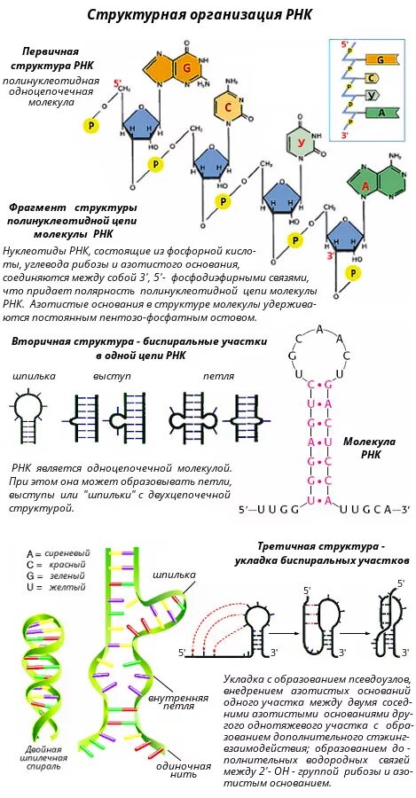 Строение структуры рнк. Уровни структурной организации рнк. первичная структура рнк строение. первичная и вторичная структура рнк. схема первичной структуры рнк.